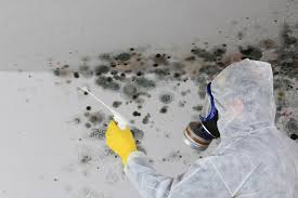 Mold Odor Removal Services in Royal Palm Beach, FL